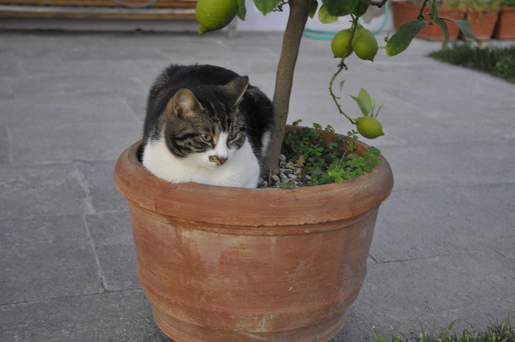 Pensjonat Casa Lucesole Fontanile Zewnętrze zdjęcie